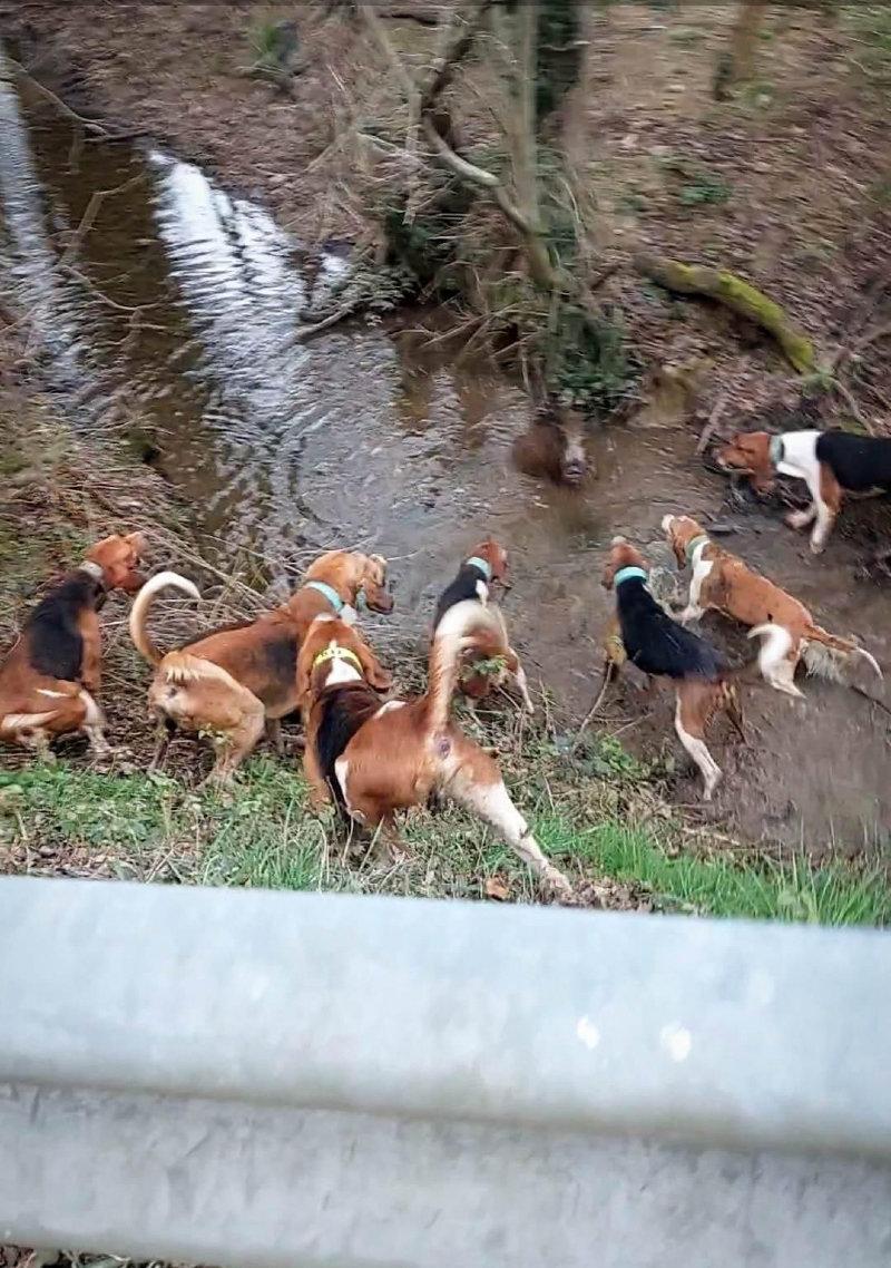 Hallali mes beaux 🐗🐕