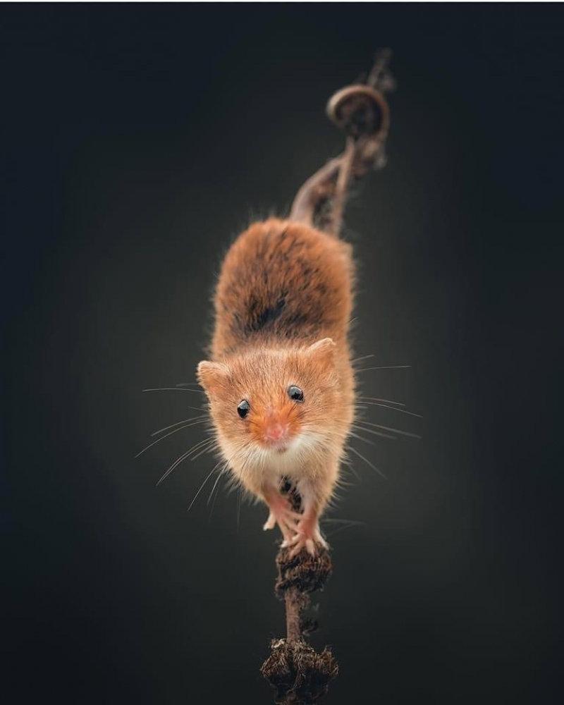 Cute harvest mouse 🐁