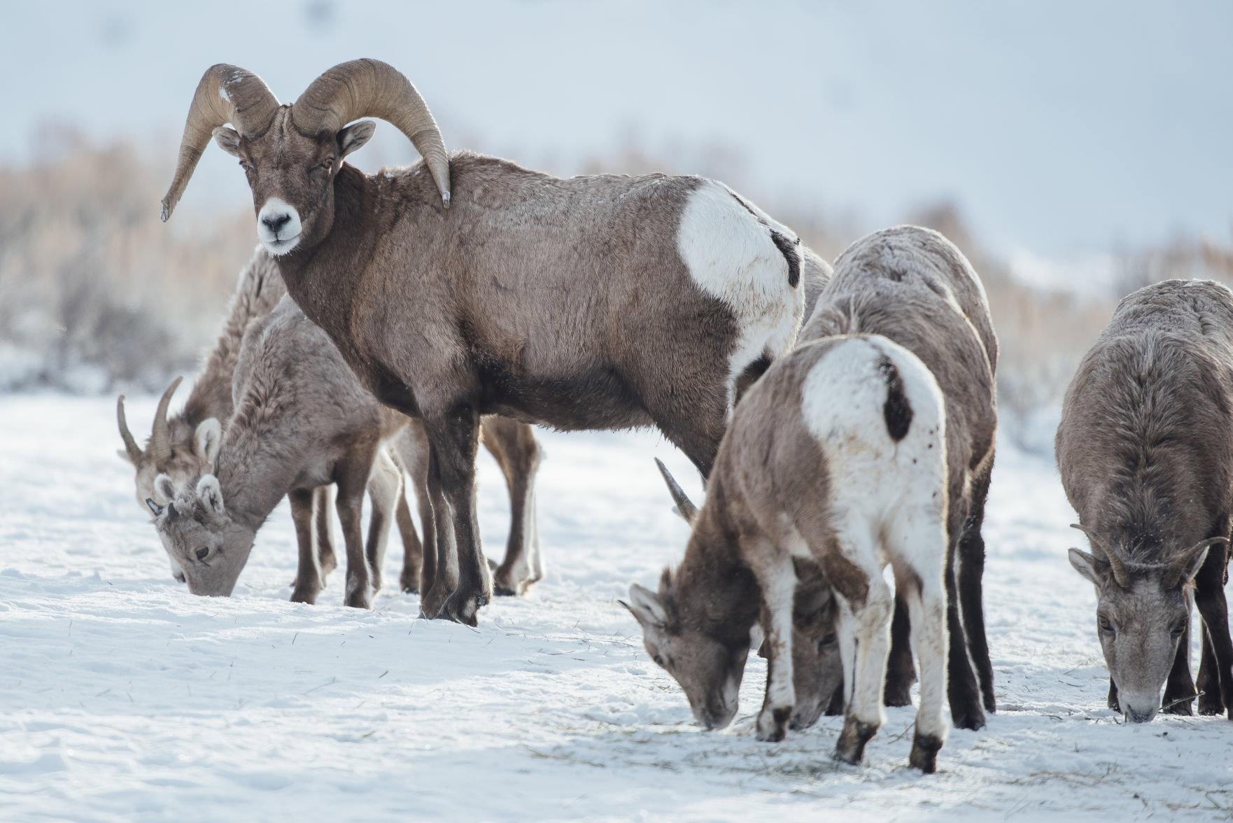 Die Jagd im Bezirk Bruck-Mürzzuschlag: Traditionen, Details, Landschaft, Jägerschaft, Wildtierpopulationen, Jagdtermine, Methoden, Organisationen        