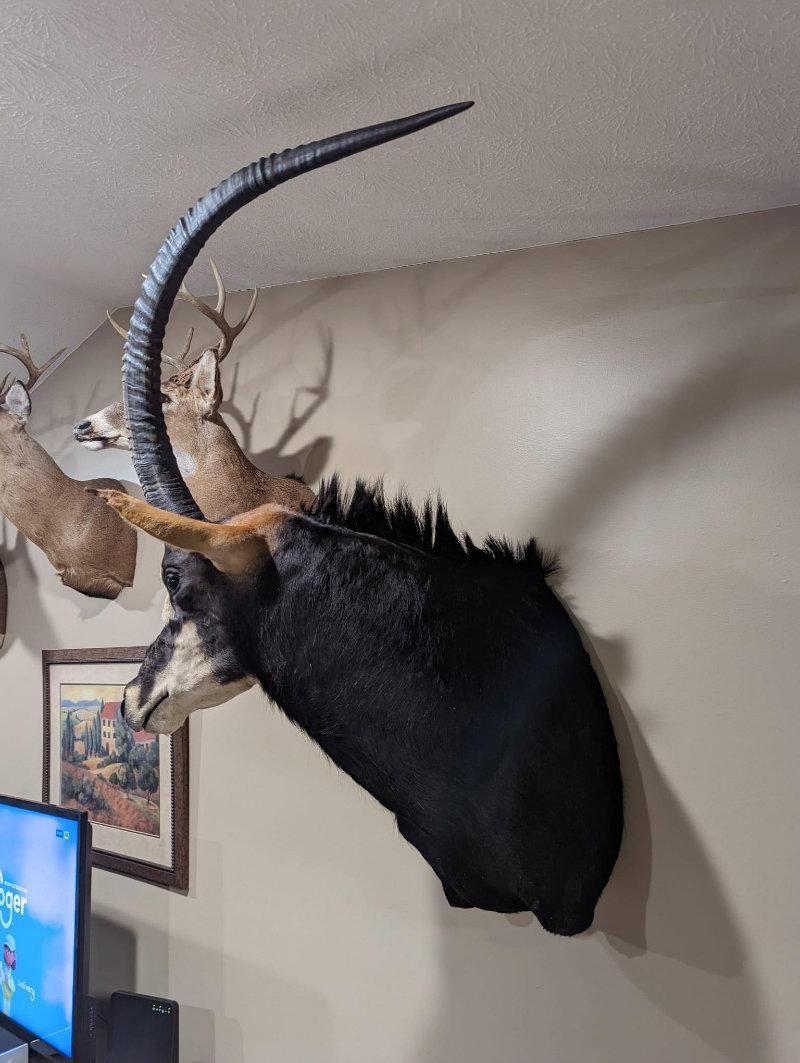 Dans la symphonie de la nature, la saison de la chasse est l'un des mouvements les plus excitants.