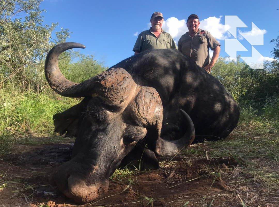 African classic: buffalo 🐃 – one of the five giants of the continent 🌍