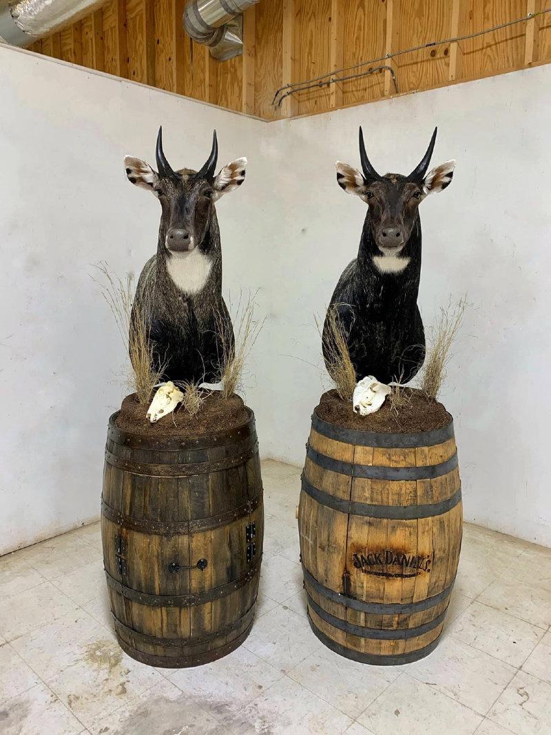 Now THAT is how you do a Nilgai pedestal!