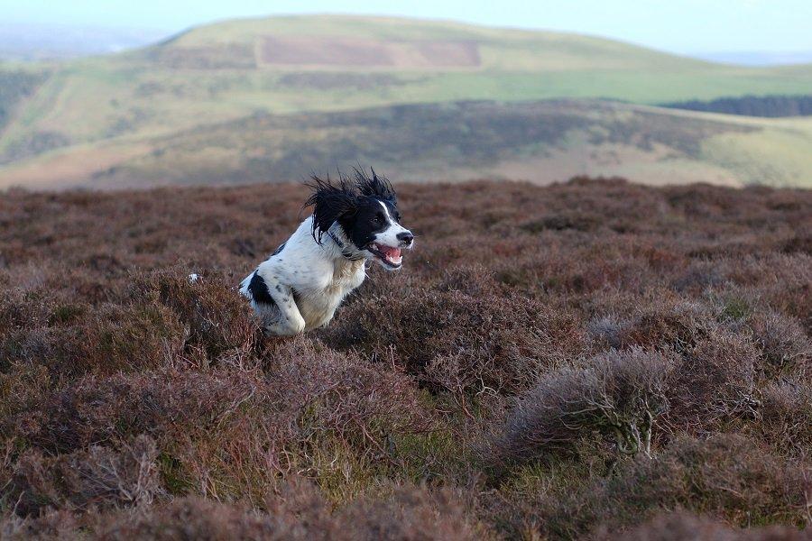Gun Dog Training