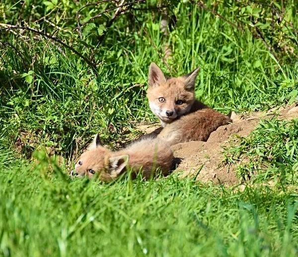 Quelques photos des loulous au soleil 🦊☀️💤