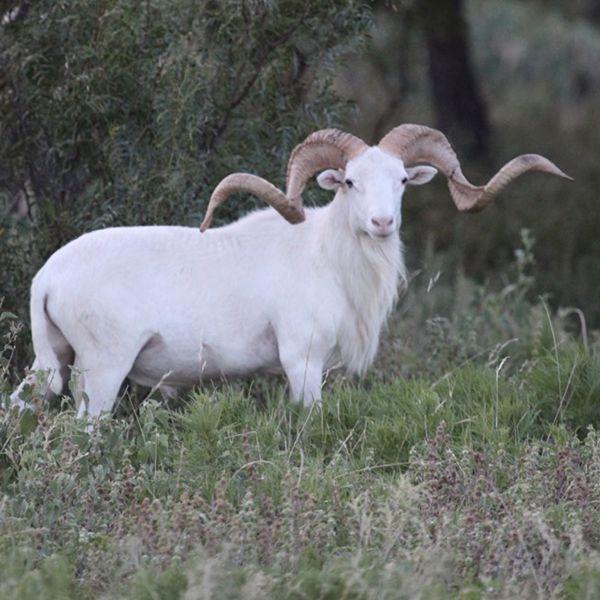Texas Dall