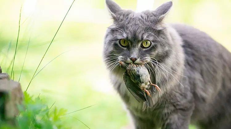 Animal welfare organisations speak out against German outdoor cat ban