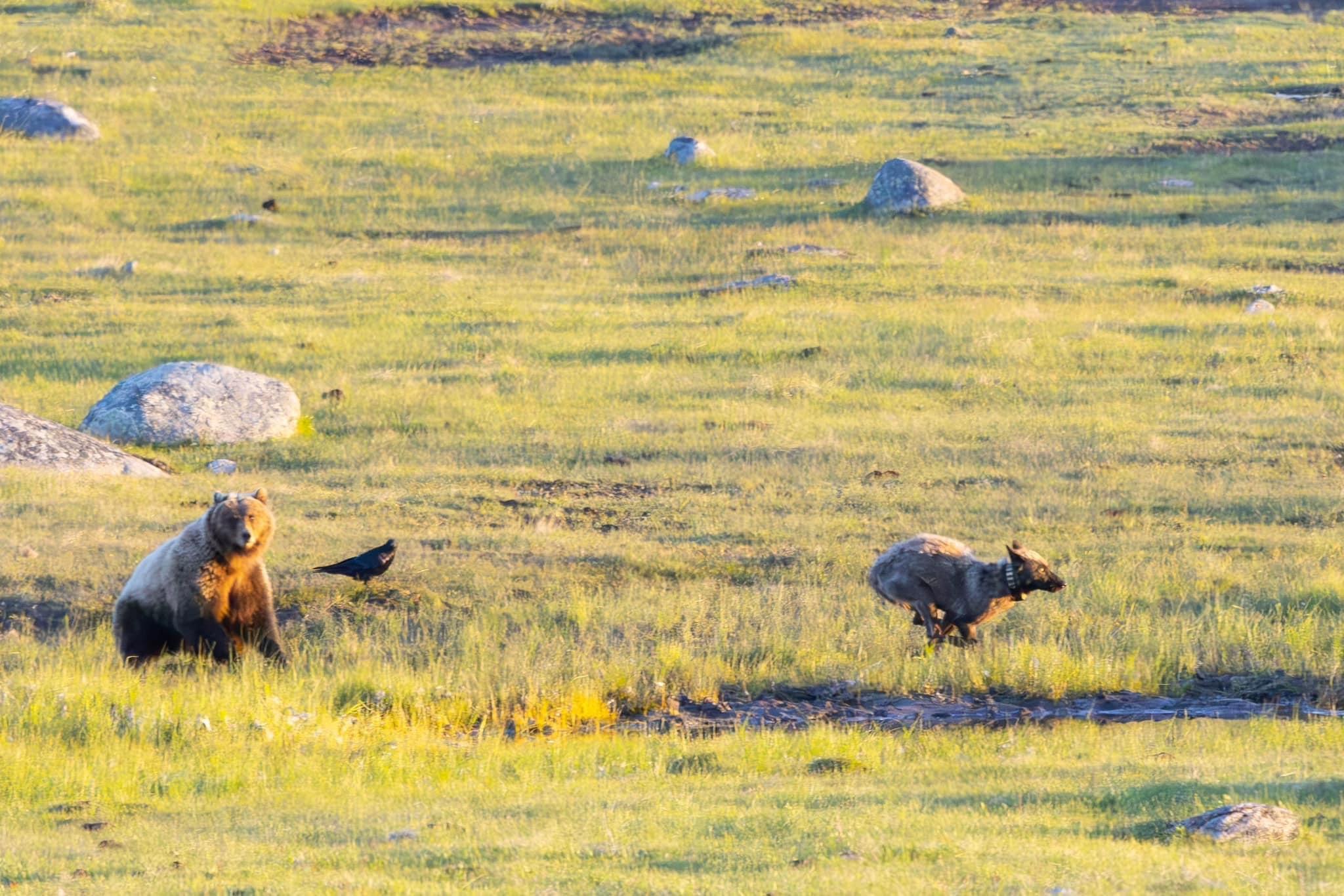 Wolf charges Bear, then Bear charges the Wolf.