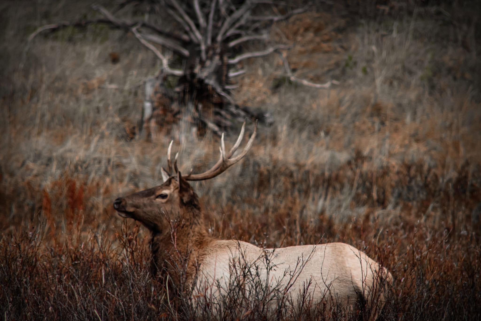 Honeymoon in Yellowstone