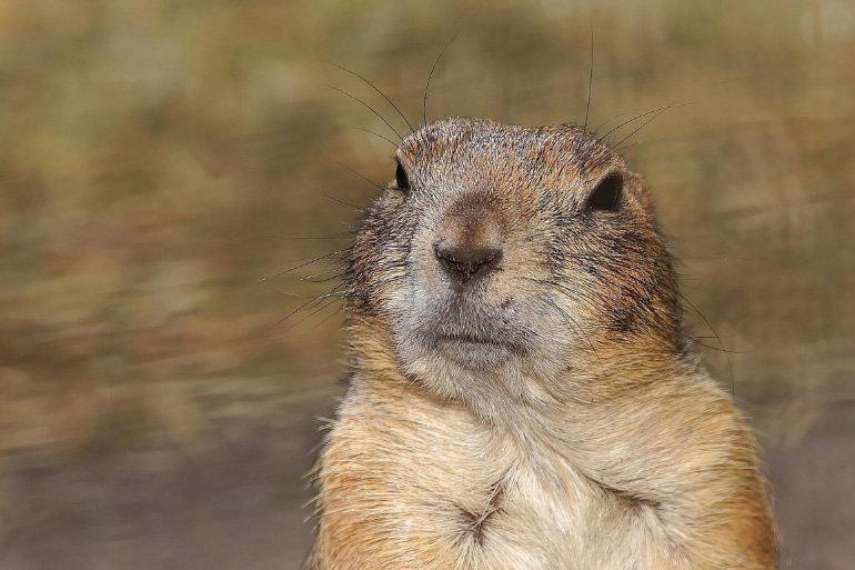 Ground squirrels are a genus of rodents of the squirrel family.