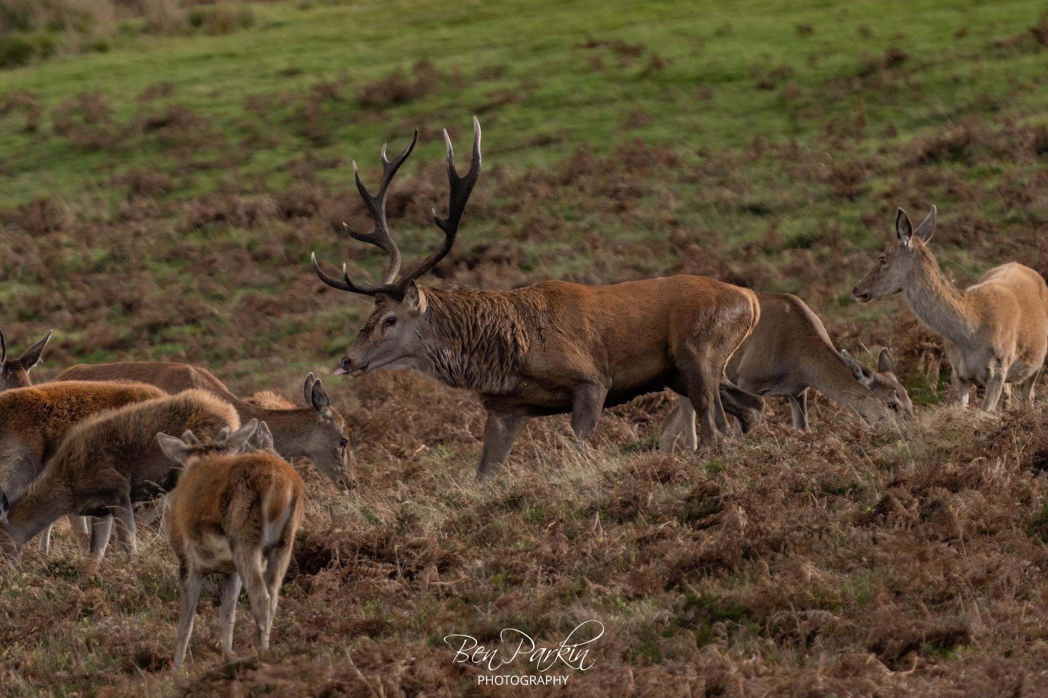 Stags, Ponies, Raptors – what an amazing day we’ve had!