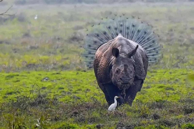 wildlife