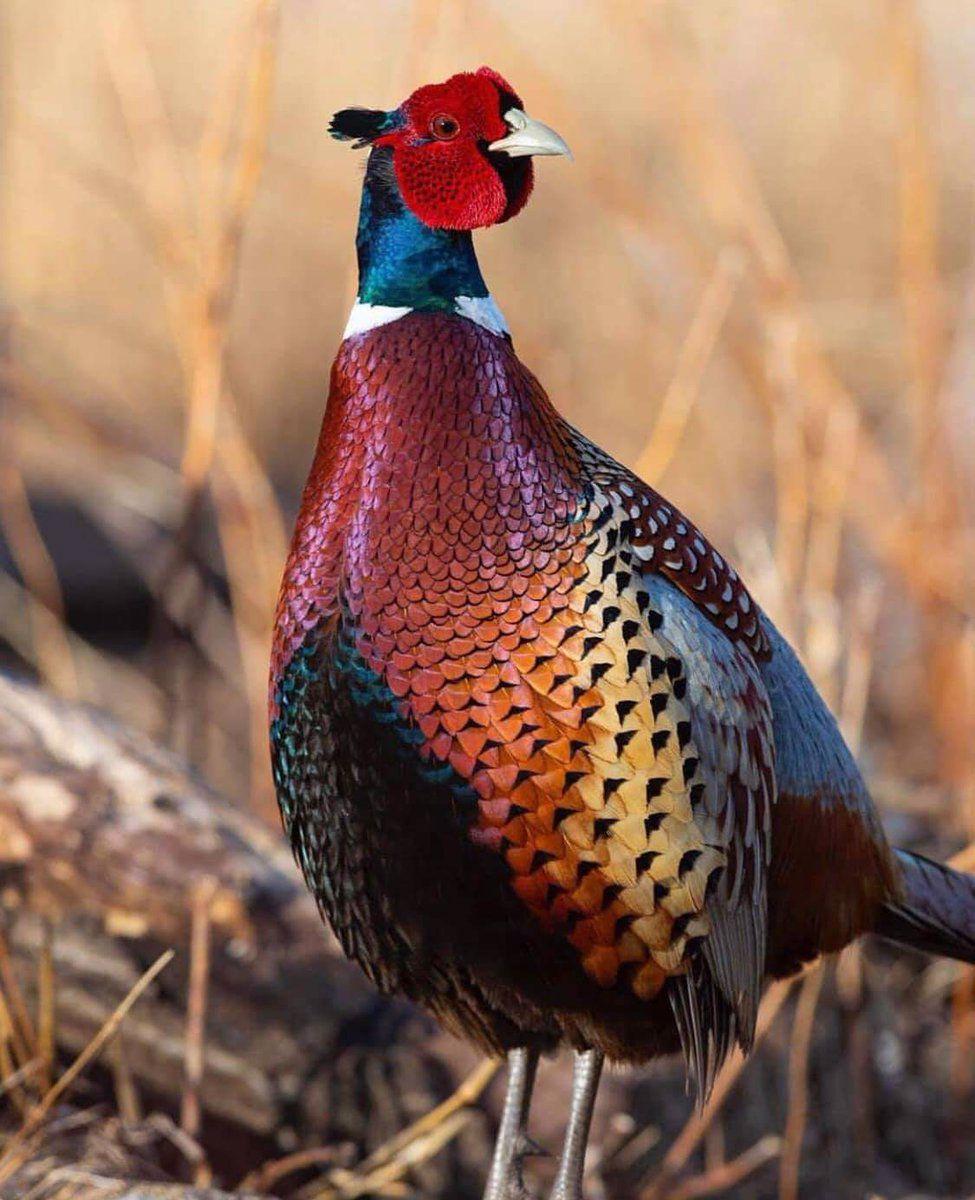 Pheasant