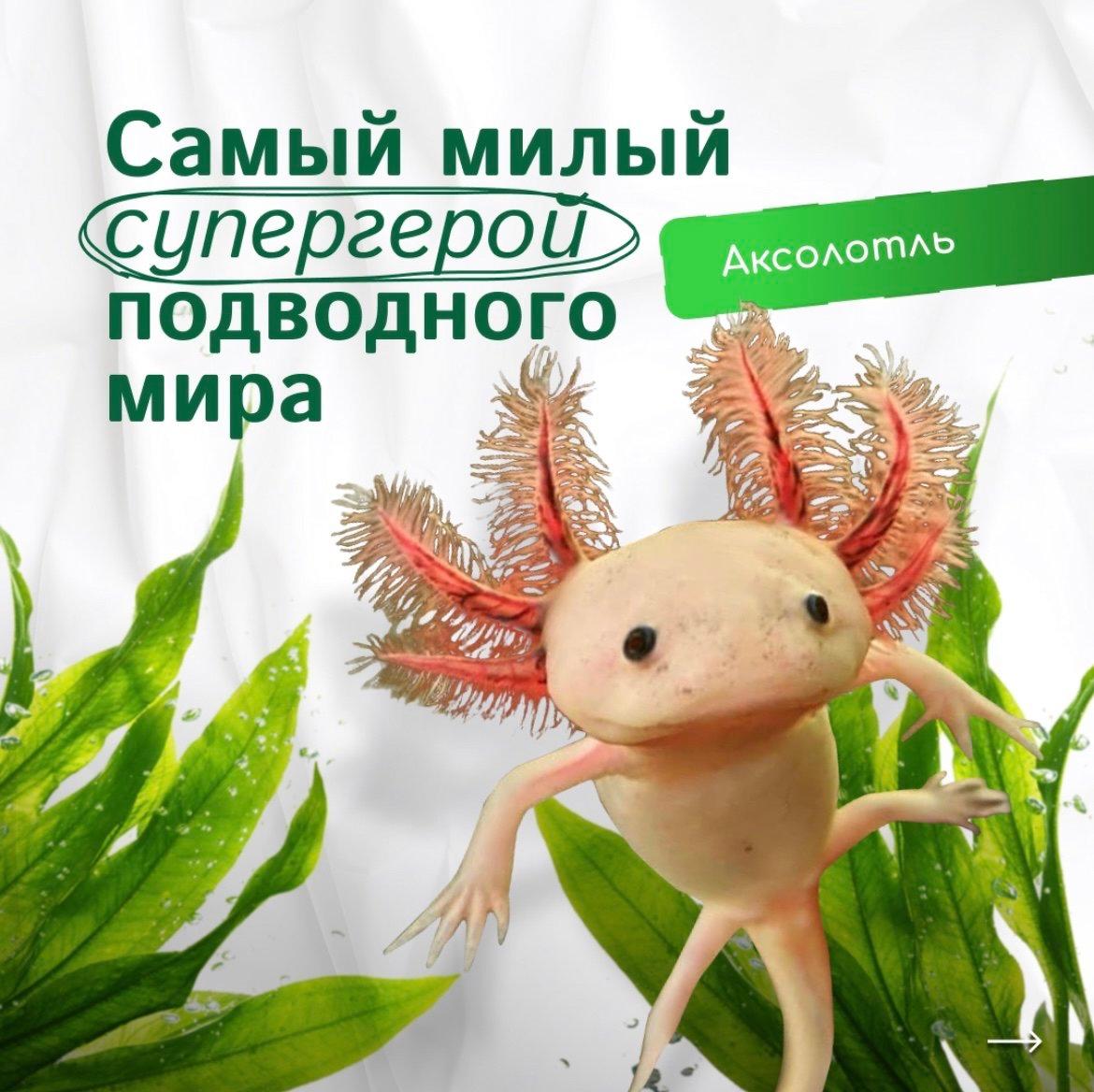y Если бы в мире существовал конкурс на самое очаровательное существо с суперспособностями, аксолотль определенно взял бы главный приз.