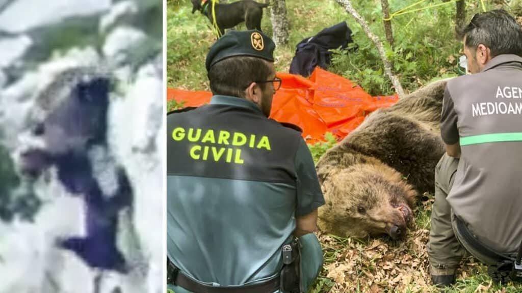 Muere un macho de oso pardo tras pelear con una hembra y su cría y despeñarse en Palencia