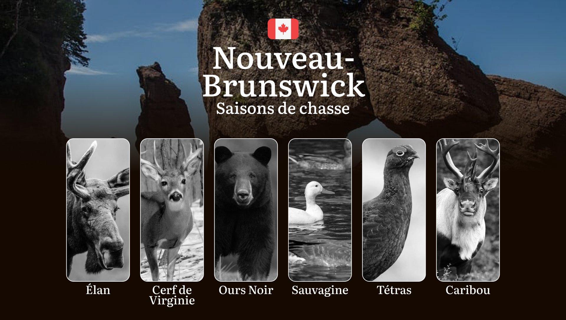 Saisons de chasse au NOUVEAU-BRUNSWICK: Règles officielles, périodes à connaître