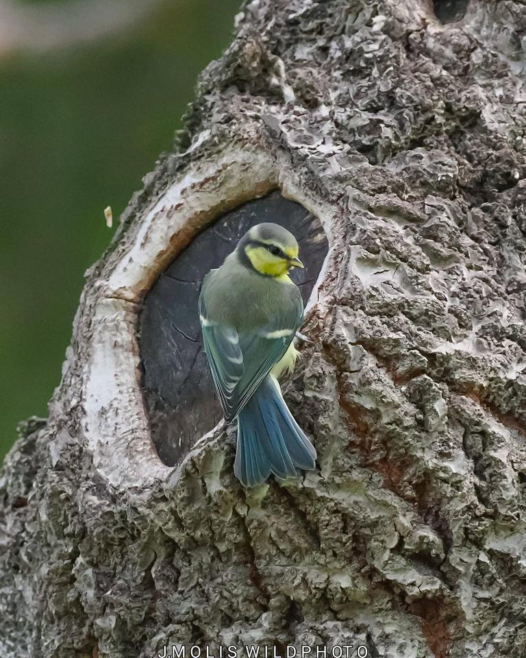 Esta fotografía me transmite tranquilidad y no se porque un herrerillo común (Cyanistas careleus)Julio Barcelona,me mira fijamente estuvo unos segundos y después marchó.en fin algo especial y he fotografíado muchísimos pero no como este .un saludo