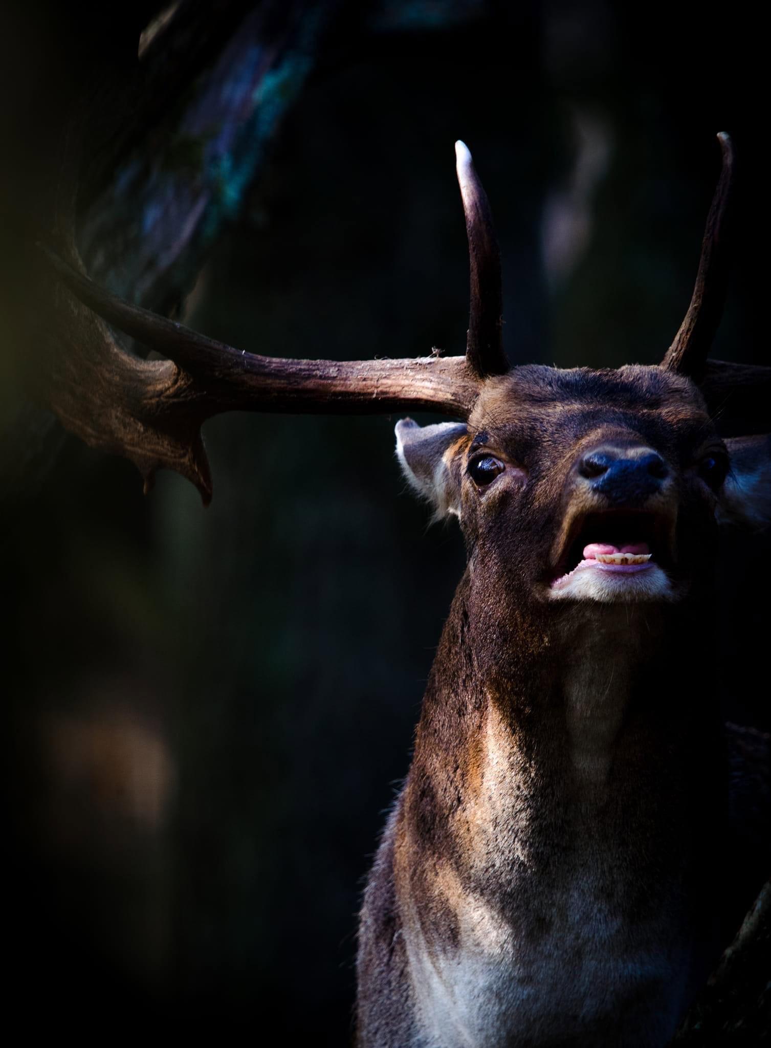 The October 2024 fallow deer rut in the stunning dunes of the Netherlands is an unforgettable spectacle of nature.