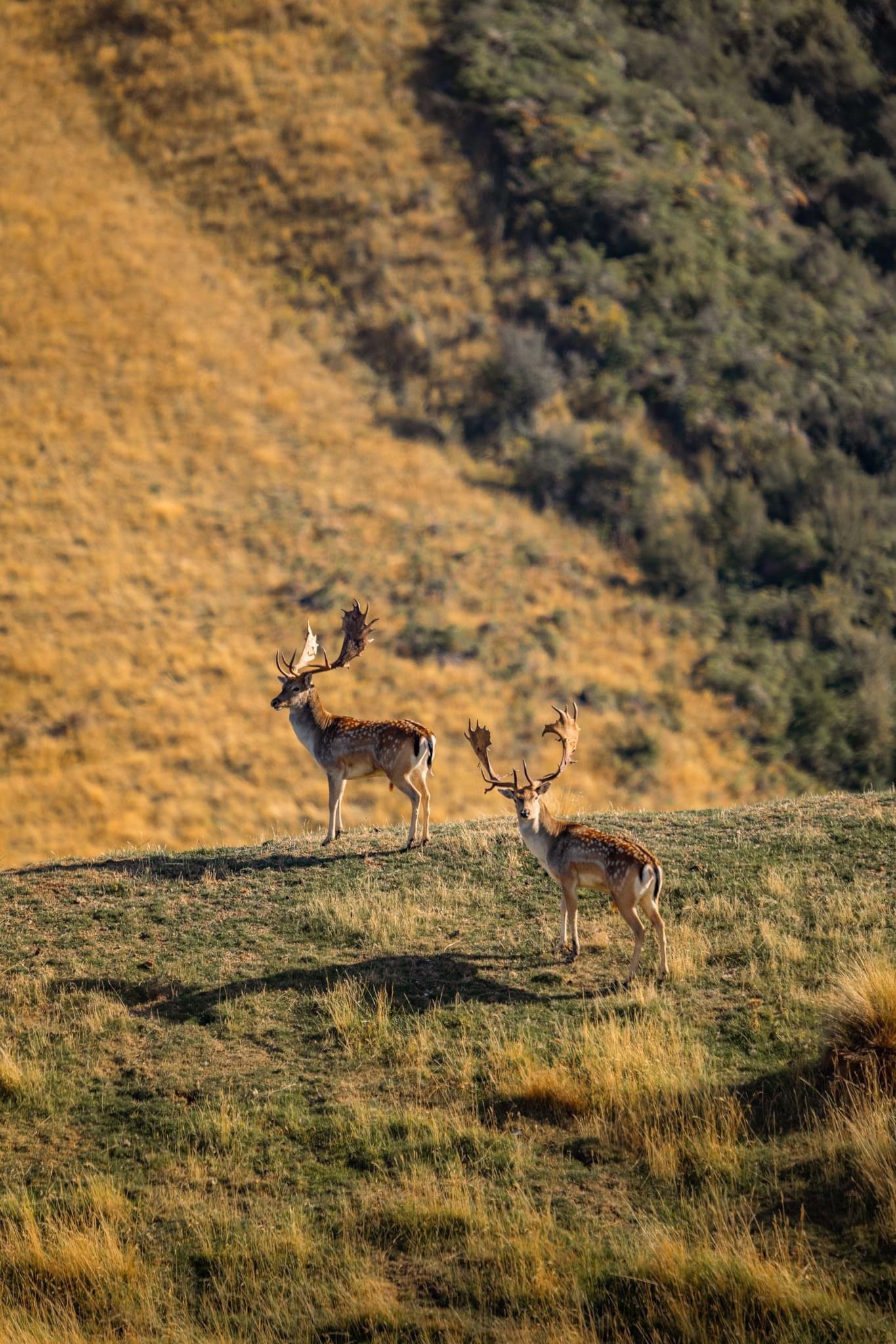a colossal Fallow Buck to cap off his epic Red Stag hunt.