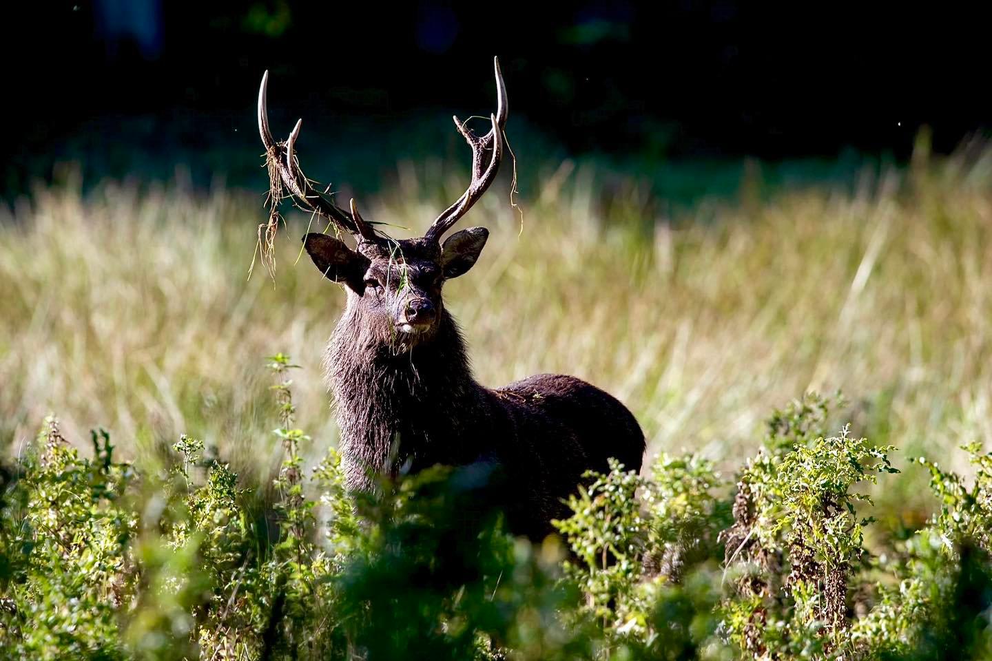 An impressive County Wicklow Sika stag during rut 2023