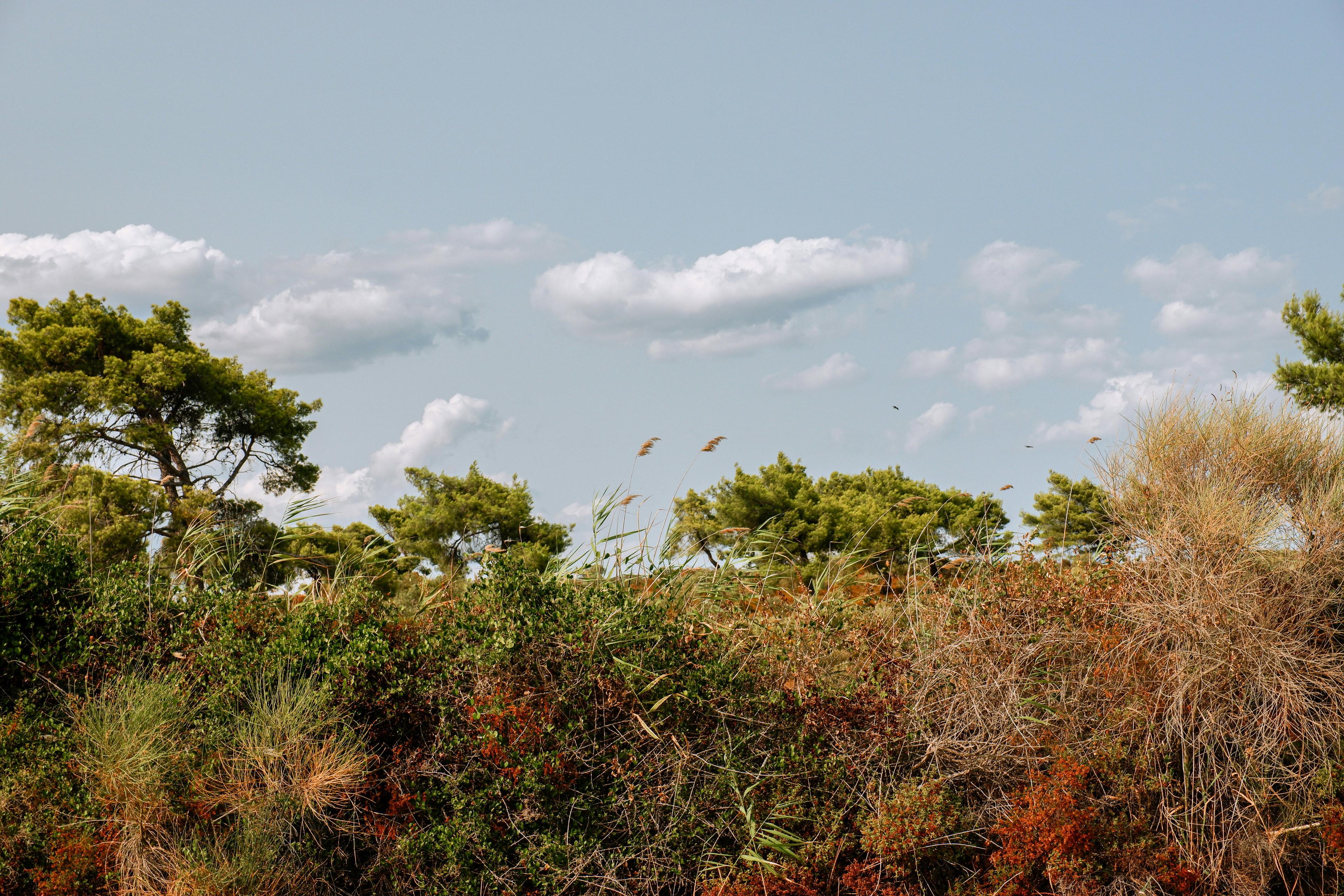 Hunting in SOFALA, Mozambique: Ecosystems, Methods, Regulations, and Cultural Traditions for Enthusiasts