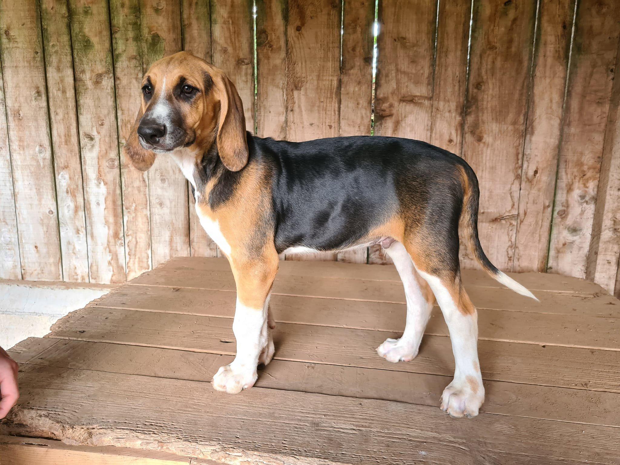 Chiots Anglo Poitevin
