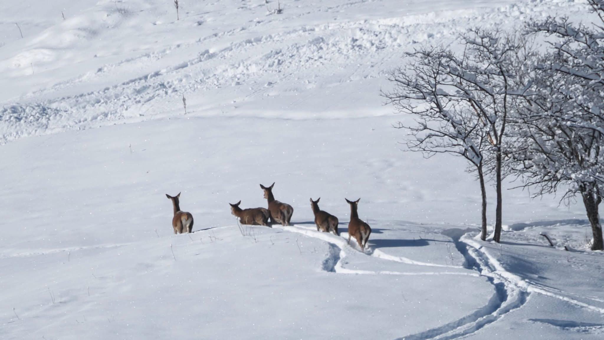 série prise en début de mois de Janvier en Savoie, dans la vallée des Bellevilles.
