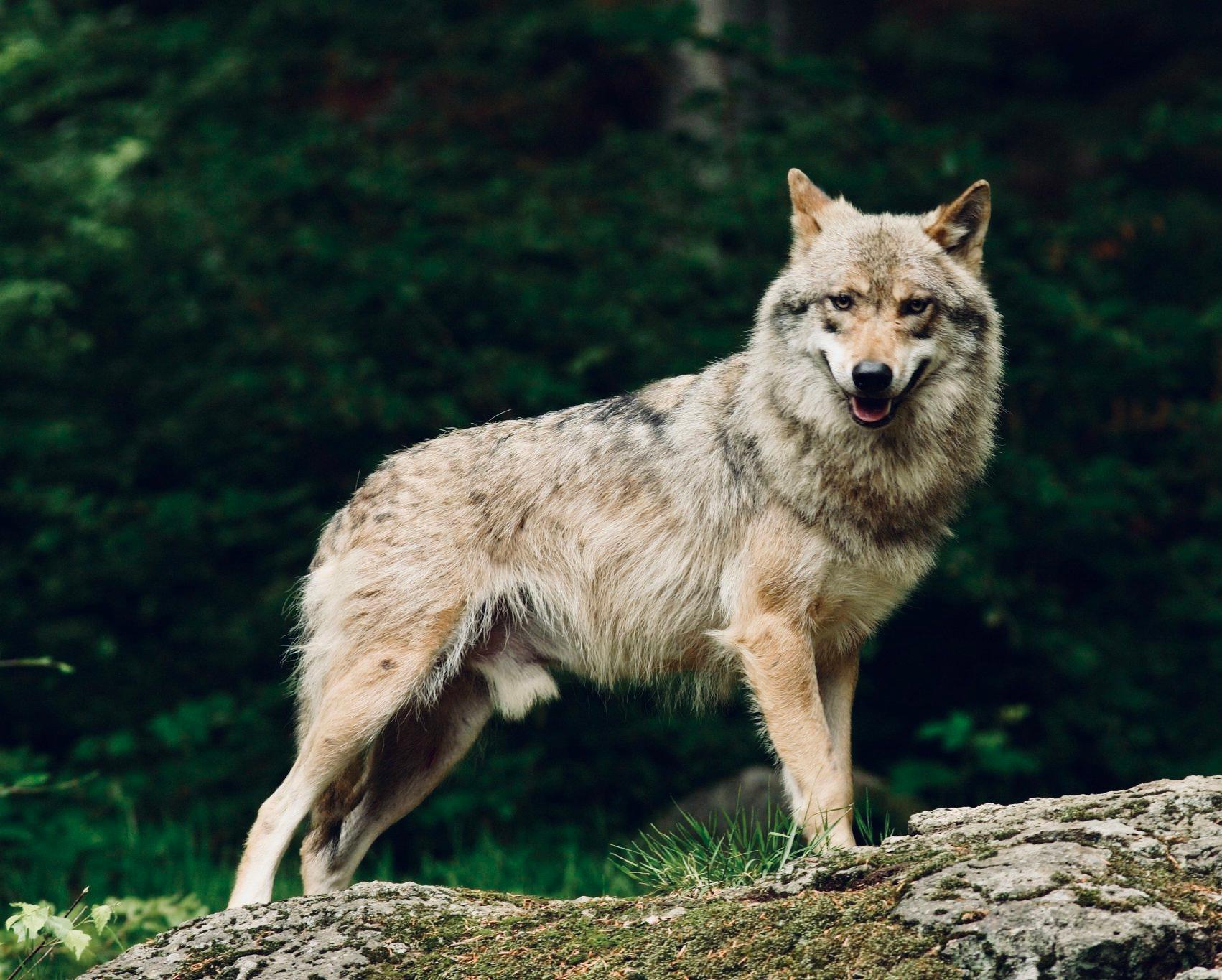 ВОЛК: описание, охота на волка, методы, сроки, трофей — как, где и когда охотиться на серого хищника.