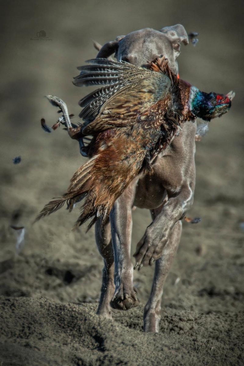 🐾 Mouvement, mouvement de chasse.