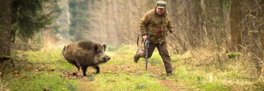 Охотиться на кабана из засидки можно двумя способами – это охота на кабана на кормовых полях и охота на кабана на кабаньих переходах.