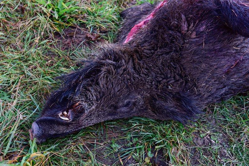 Výše zástřelného a nálezného v oblastech s výskytem afrického moru prasat se sjednocuje na 2000 Kč