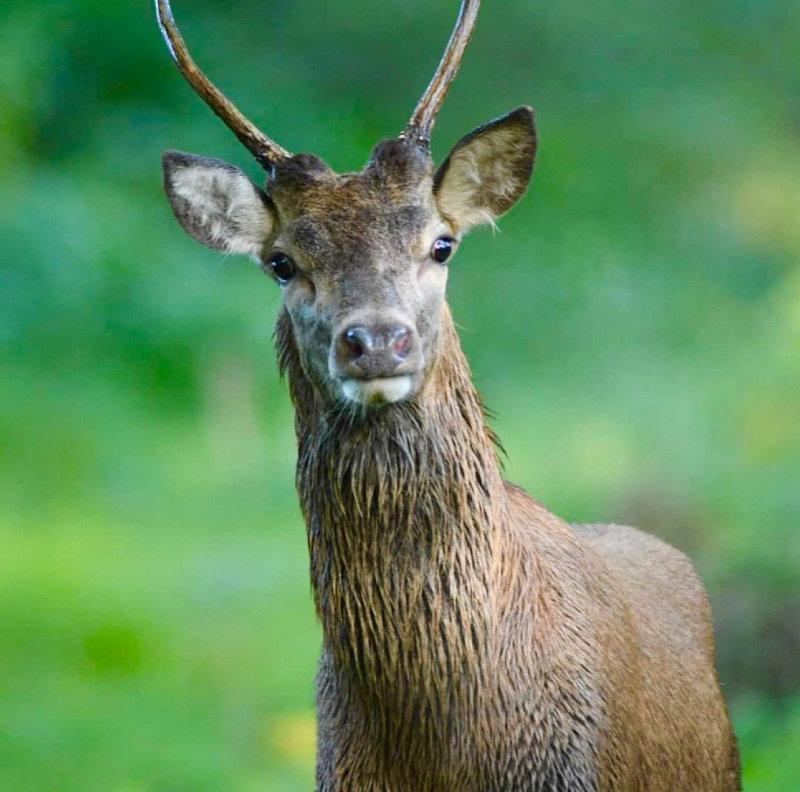 A curious County Dublin parkland Red stag poses for the photographer