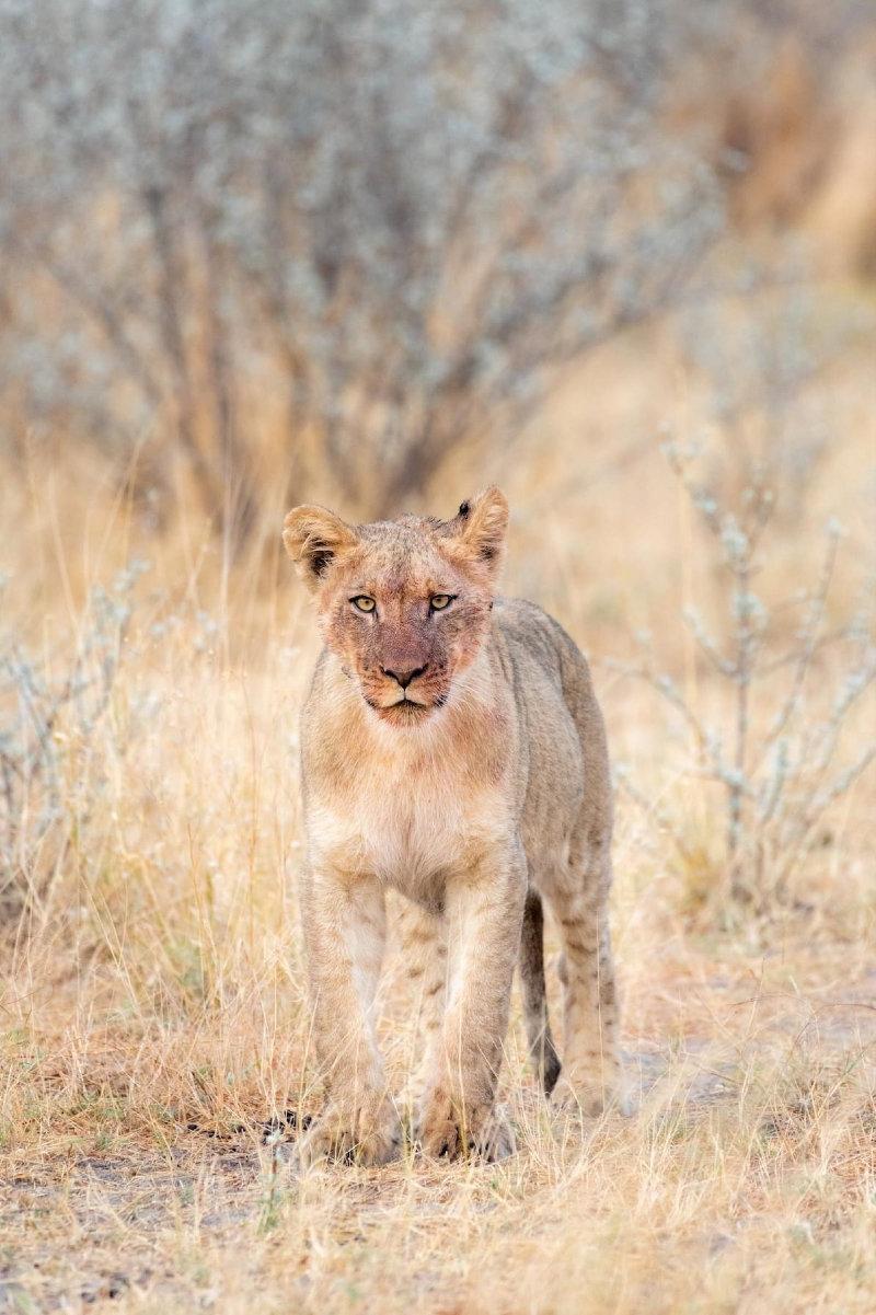 A young Kalahari male lion after a feed at Dinaka in the Central Kalahari.