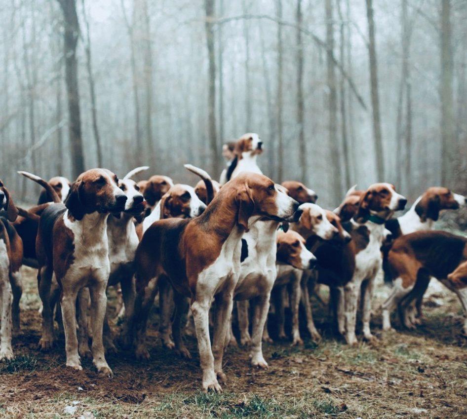 The American Foxhound: Your All-American Hunting Partner