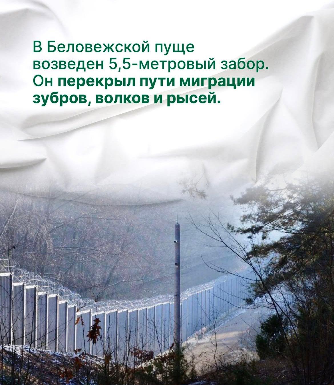 В последнее время в Европе активно возводятся разделительные заграждения, но цена таких барьеров - благополучие природы.