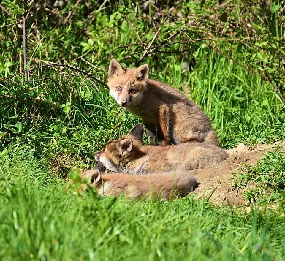 Quelques photos des loulous au soleil 🦊☀️💤