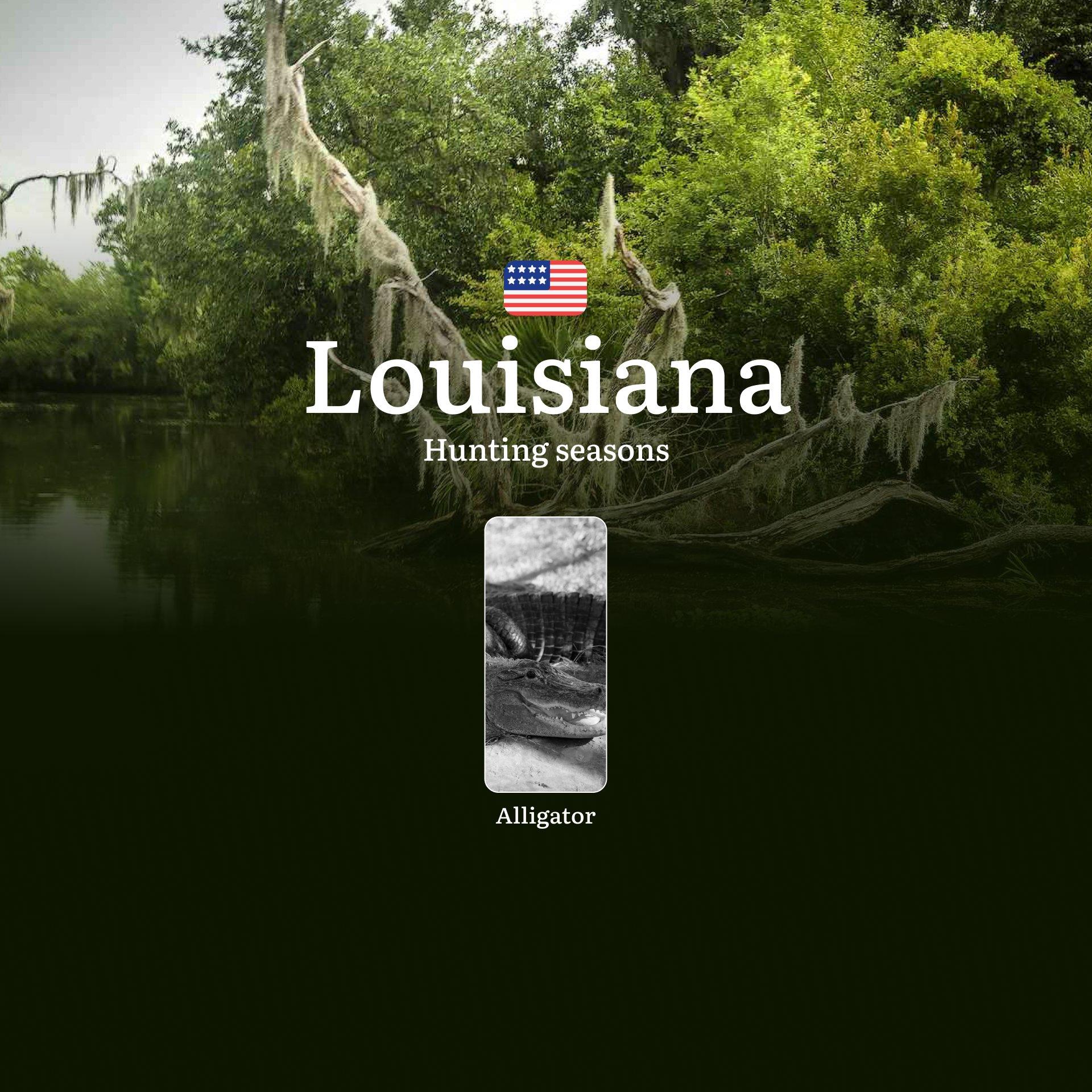Alligator Hunting Seasons in Louisiana, USA: Timing, Licenses, Regulations, Best Periods for Hunting and Seasonal Features