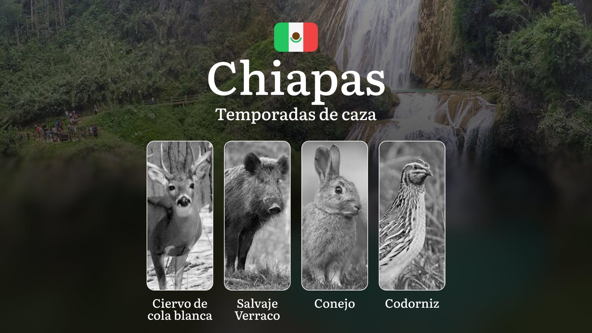 Temporadas y períodos de Caza en Chiapas: Periodos Legales, Especies y Recomendaciones Prácticas