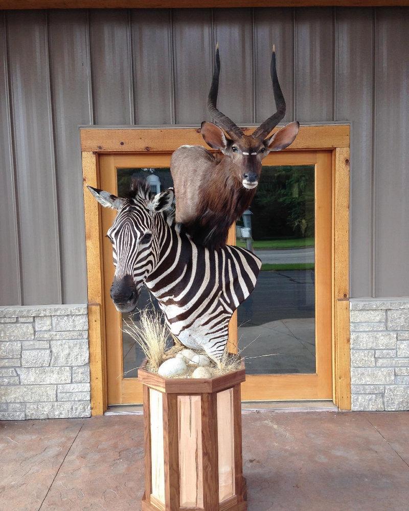 The patterns on a African Zebra are truly memorizing!