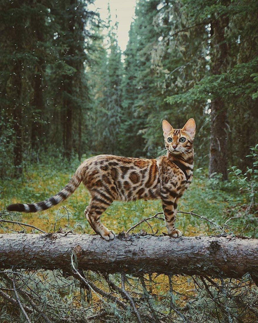 Bengalkat, eller dværgkat, eller fjernøstlig kat (lat.