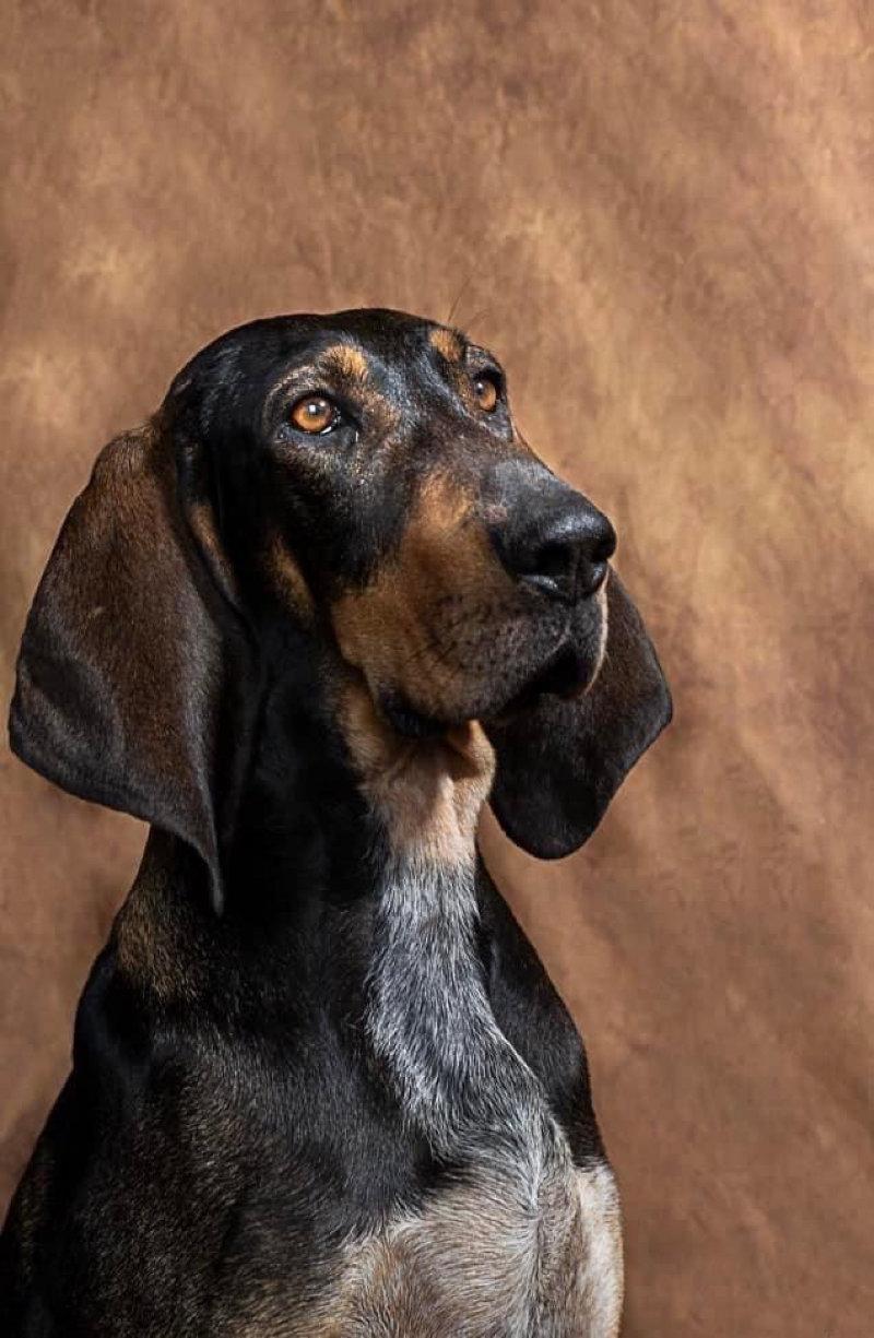 Soquette 1 an et demi & Rita 3 ans (ma mère est photographe professionnelle et s’entraîne sur nos chiens) 😊