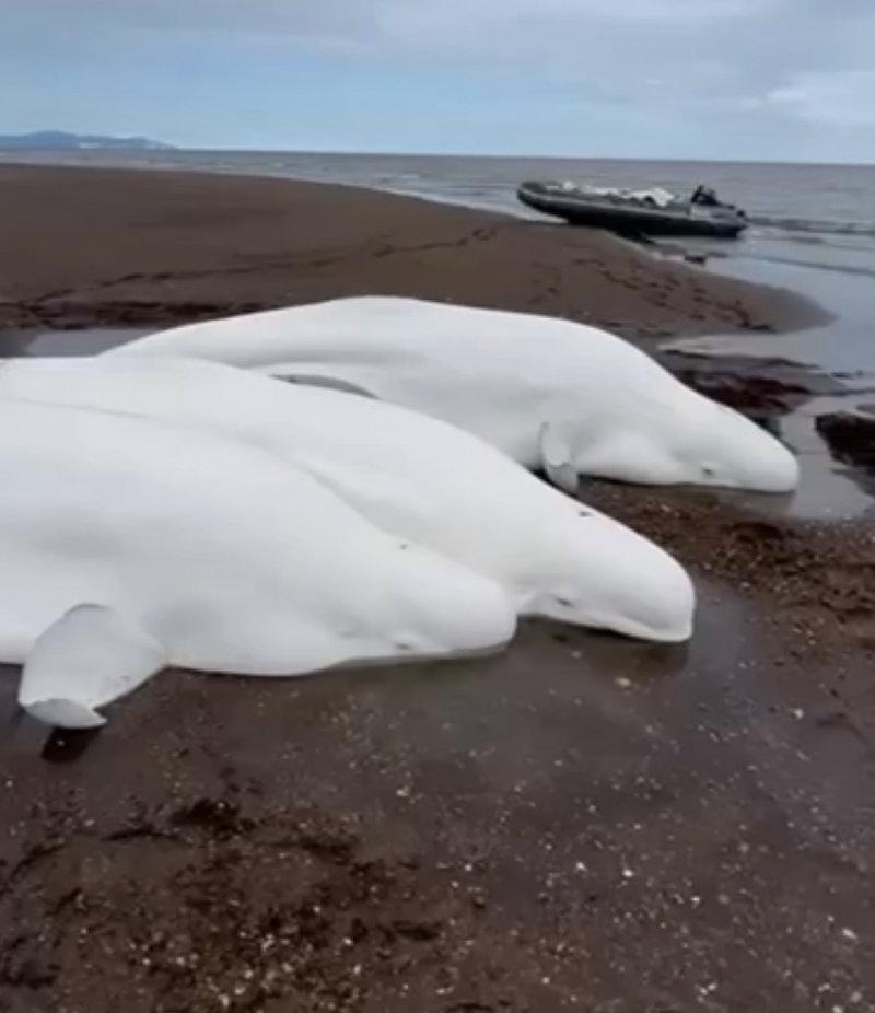 ベルーガの家族がカムチャツカの北に上陸しました。 ティギール川の河口で、釣りから戻ってきた漁師によって4匹の成虫と1匹のカブが発見されました。 彼らは潮が上がり始める前でさえ、水で動物に水をやり、魚に餌をやり始めました。 すべてのベルーガはなんとか生き続け、オホーツク海に泳ぎました。 地元当局は現在、漁師に感謝の手紙を送る準備をしています。