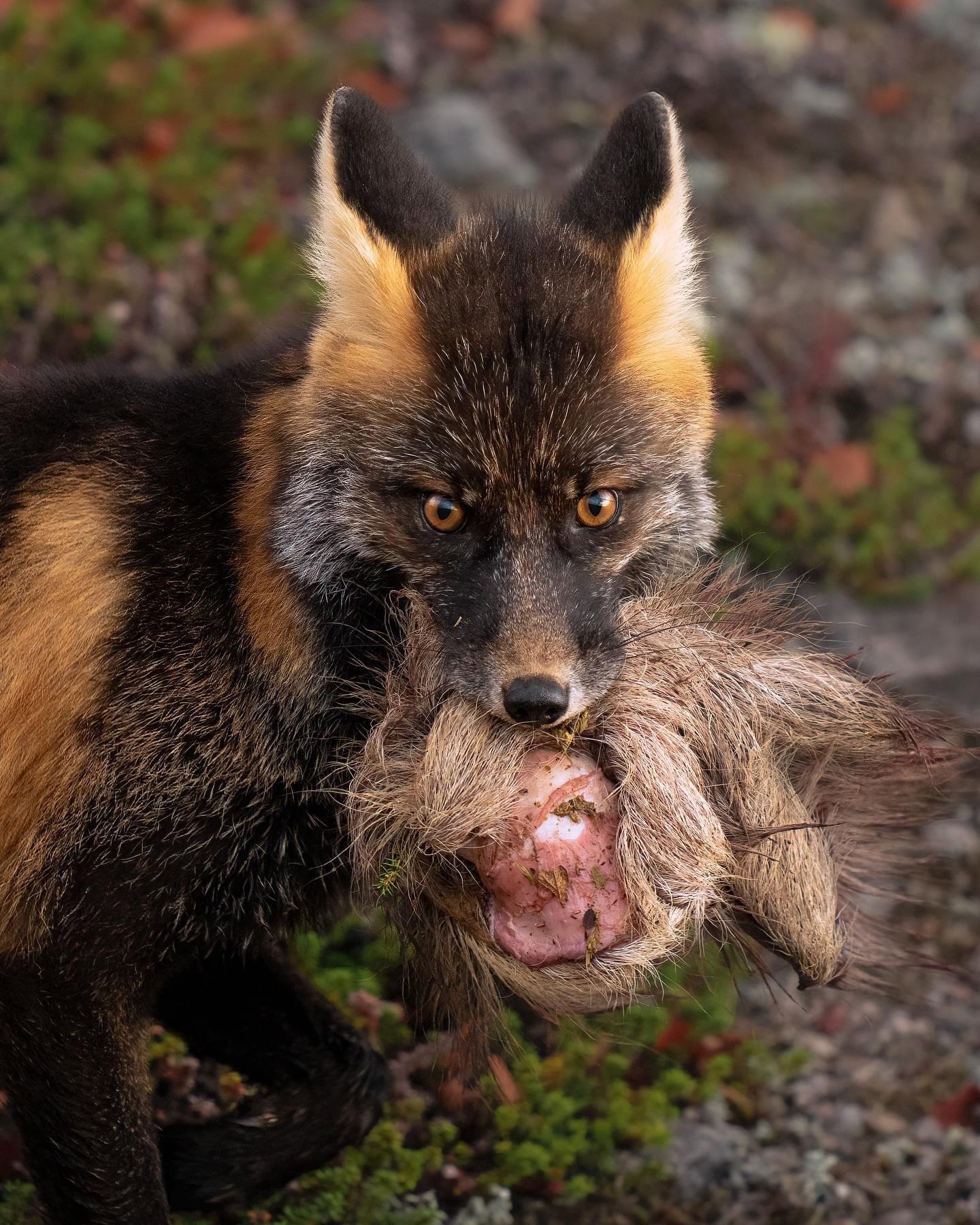 Today, I had a very special encounter at sunrise: I managed to spot and photograph a cross fox.