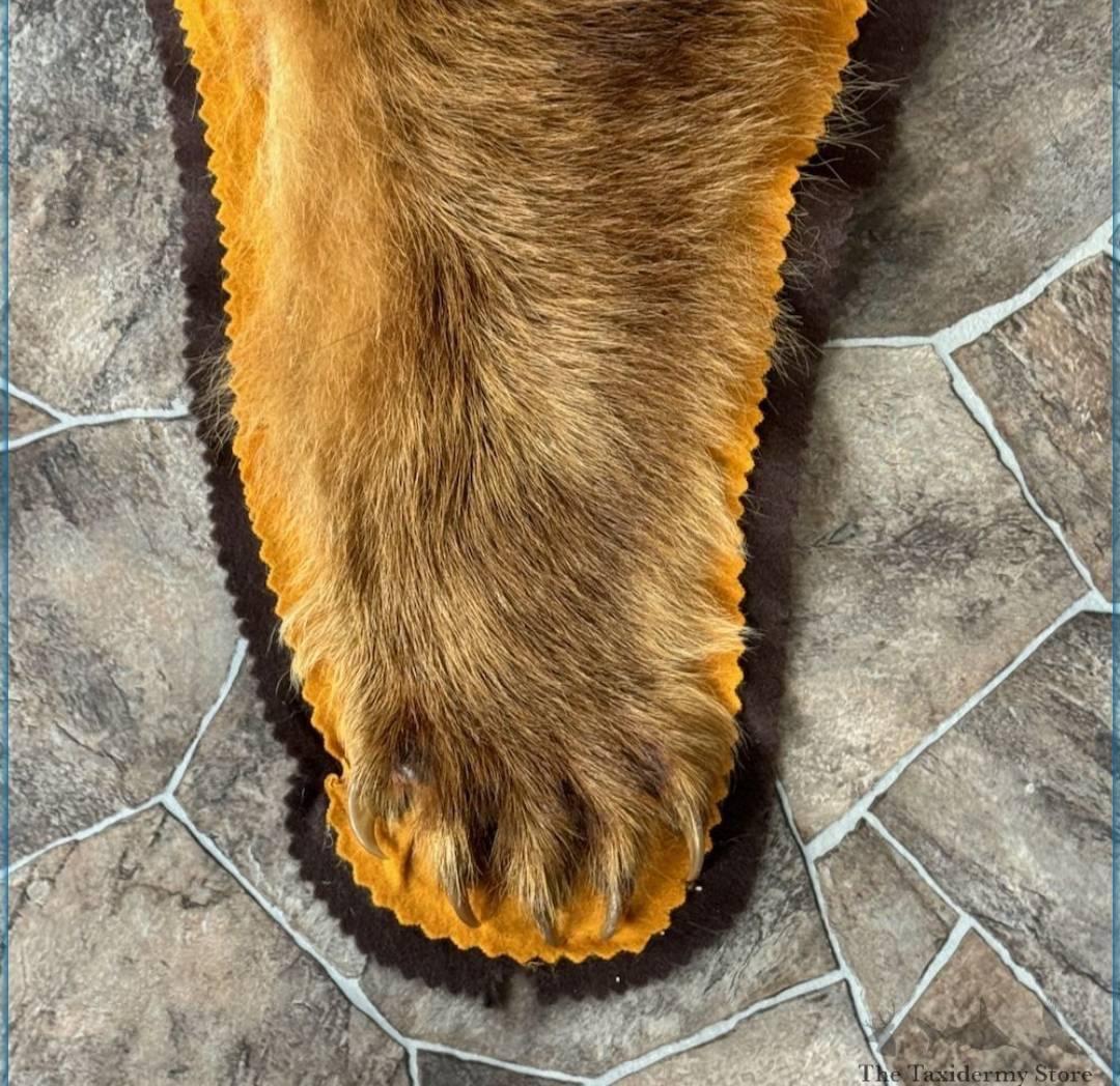 BROWN BEAR FULL-SIZE TAXIDERMY RUG FOR SALE