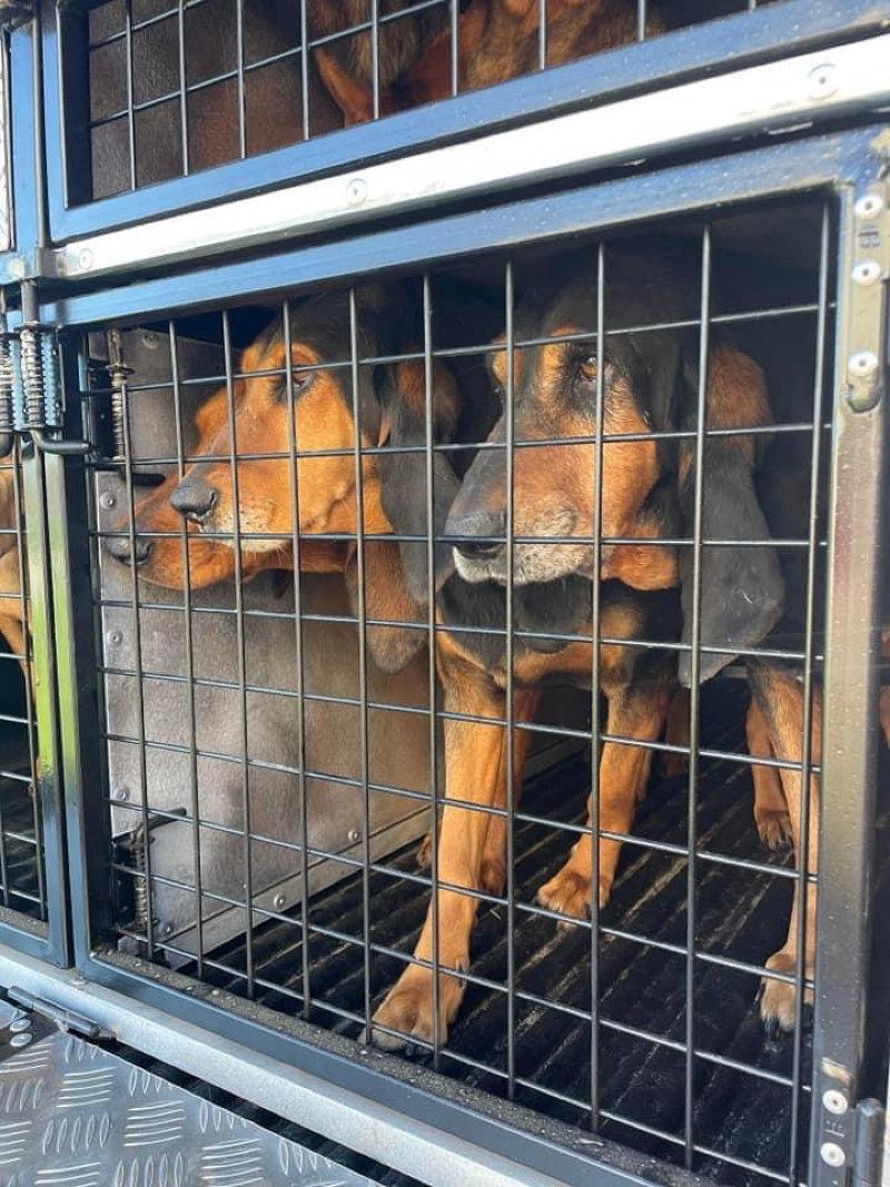 Voilà les chiens ont trouvé leur place dans l allier 03 dans leur nouvelle Caisse a chiens Sébastien Dournes  