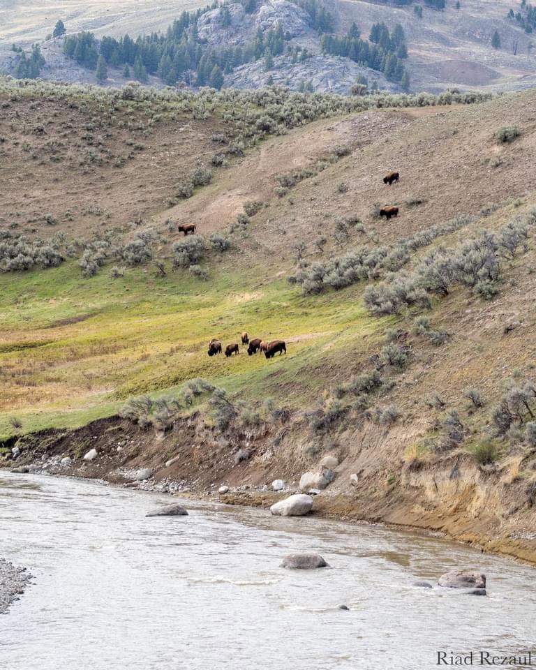 My first time visiting Yellowstone National Park this year.