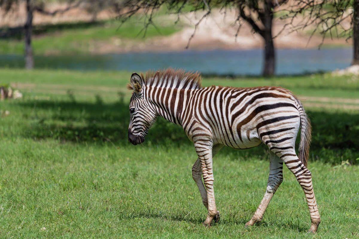 400-acre Hill Country property offers exotic hunting, lakefront sights
