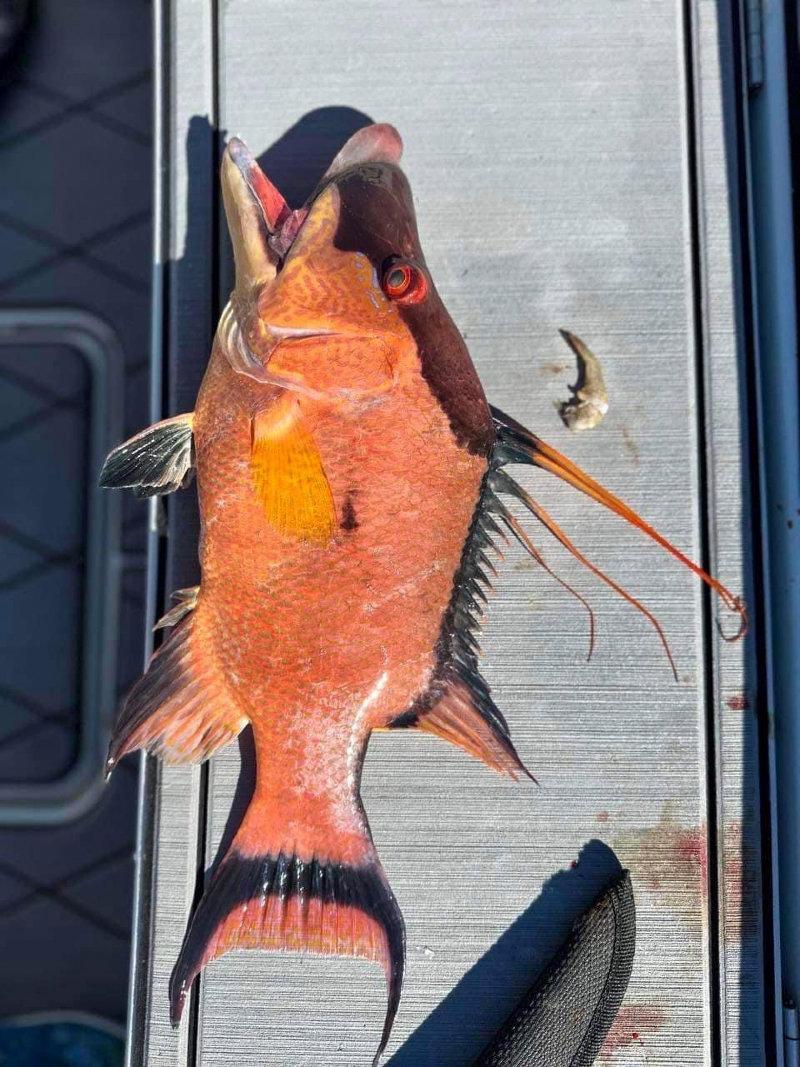 Everyone Loves Bacon!!The Hogfish bite has been on fire!