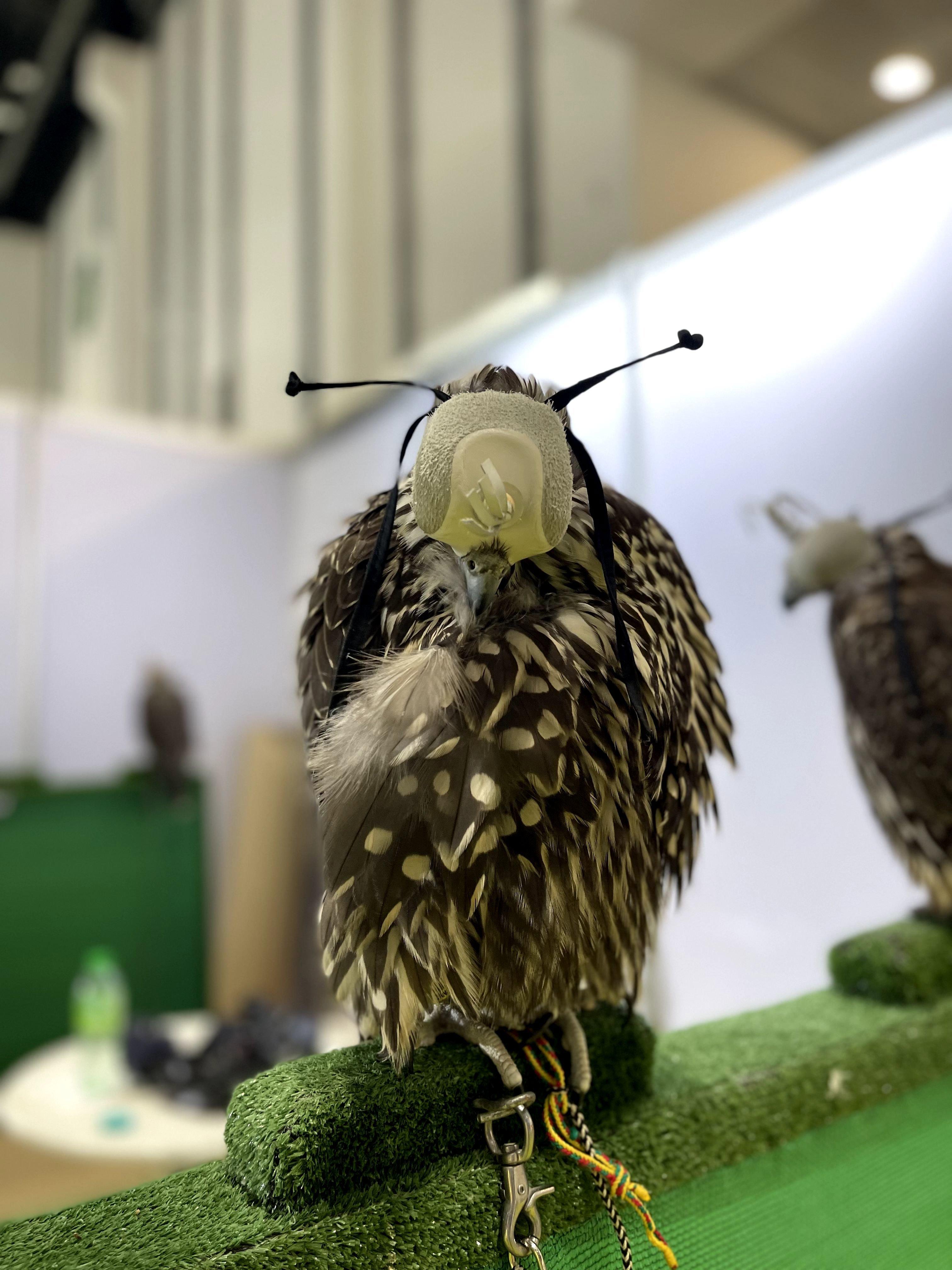 Falconry Hunting in Morocco: Tradition, Techniques, and Cultural Significance