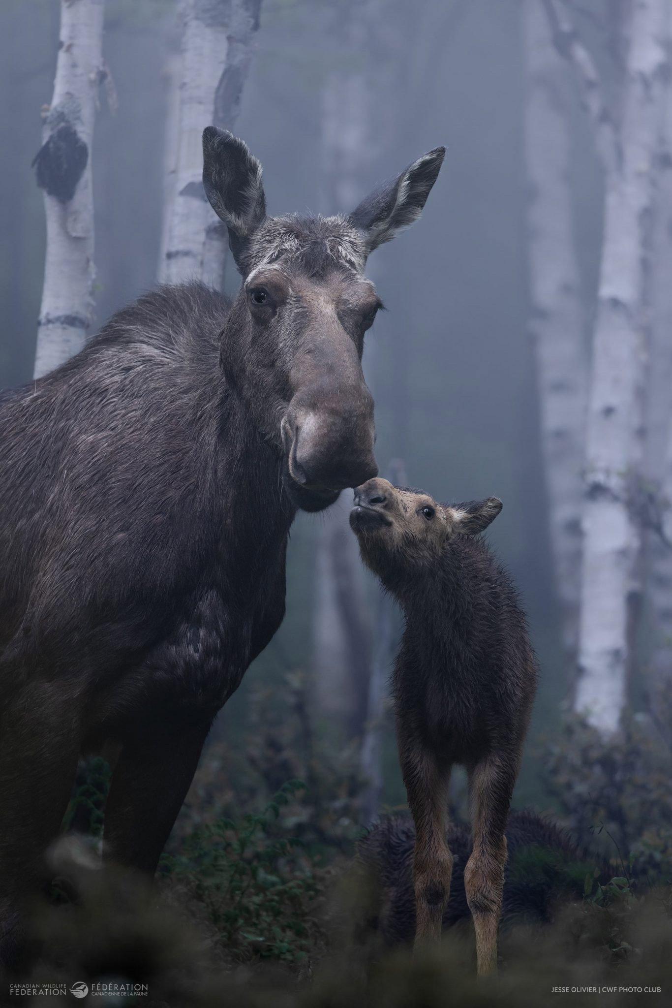 Winners of the 2024 Reflections of Nature Photo Contest.