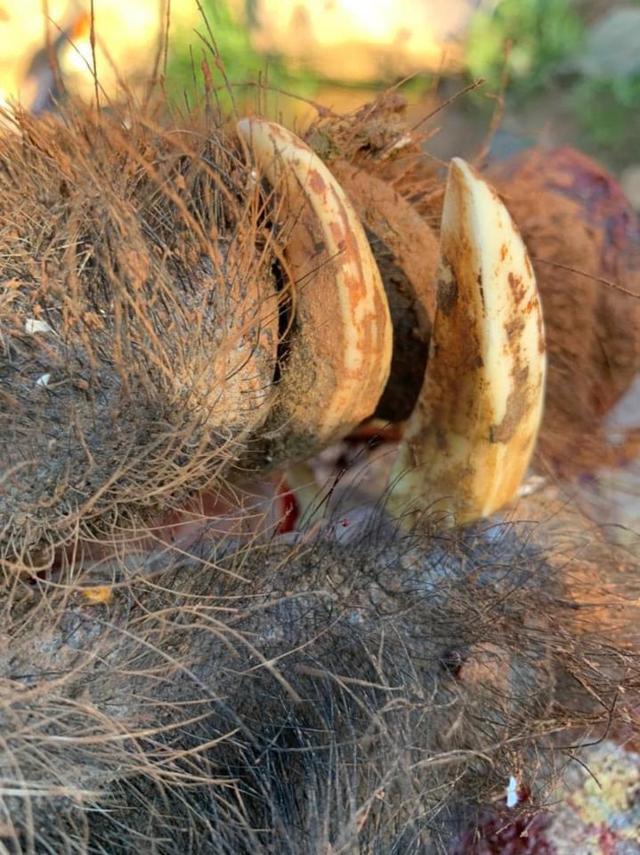Wild boar hunting in Morocco.
